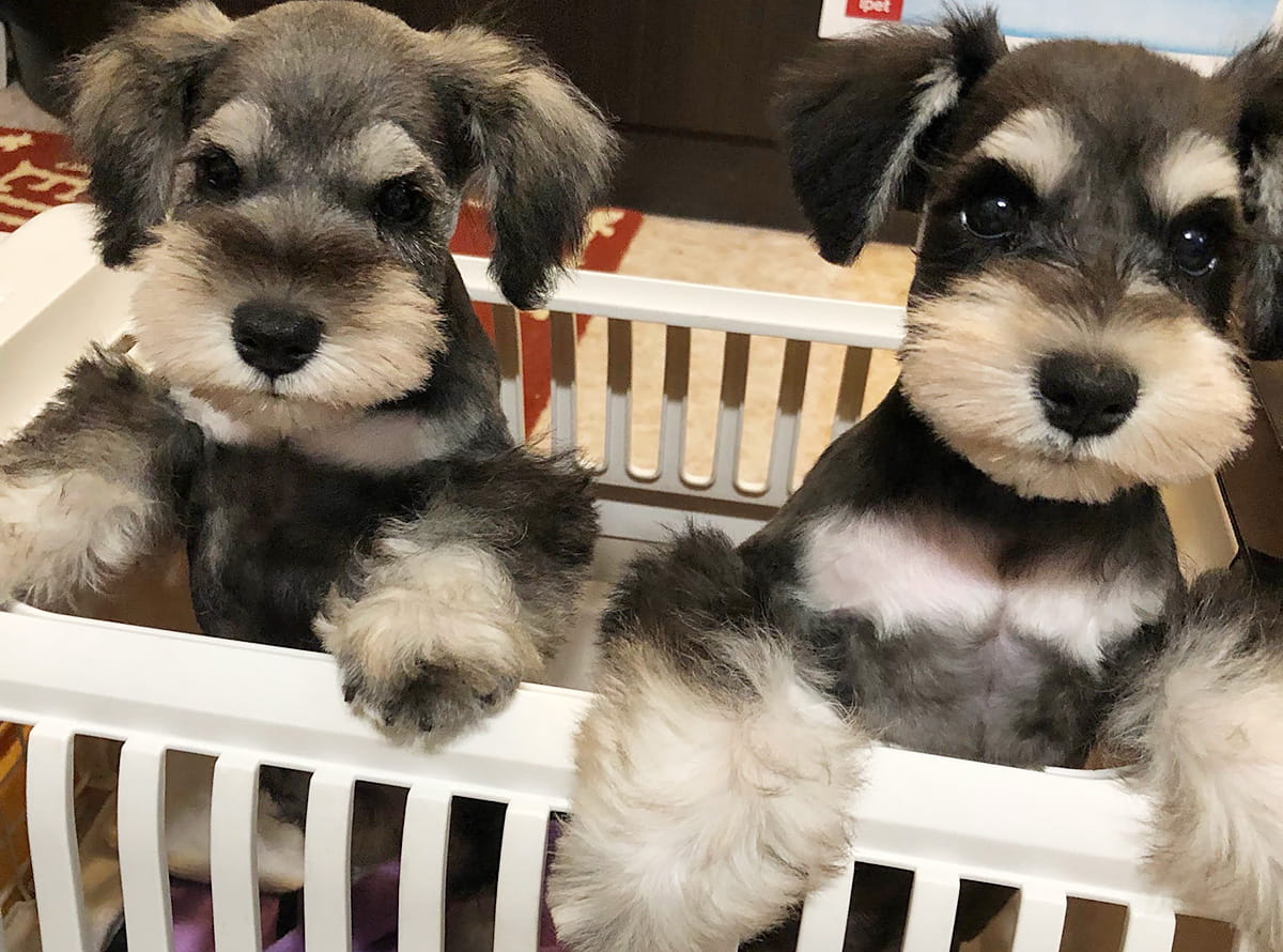 子犬を抱きしめる女性