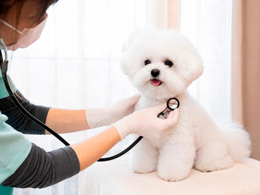 沖縄 犬の健康診断