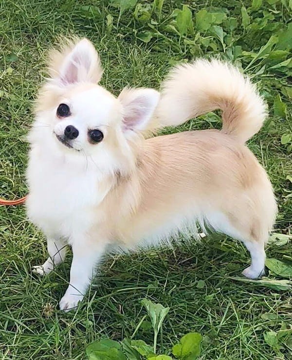 沖縄のブリーダー 犬種紹介