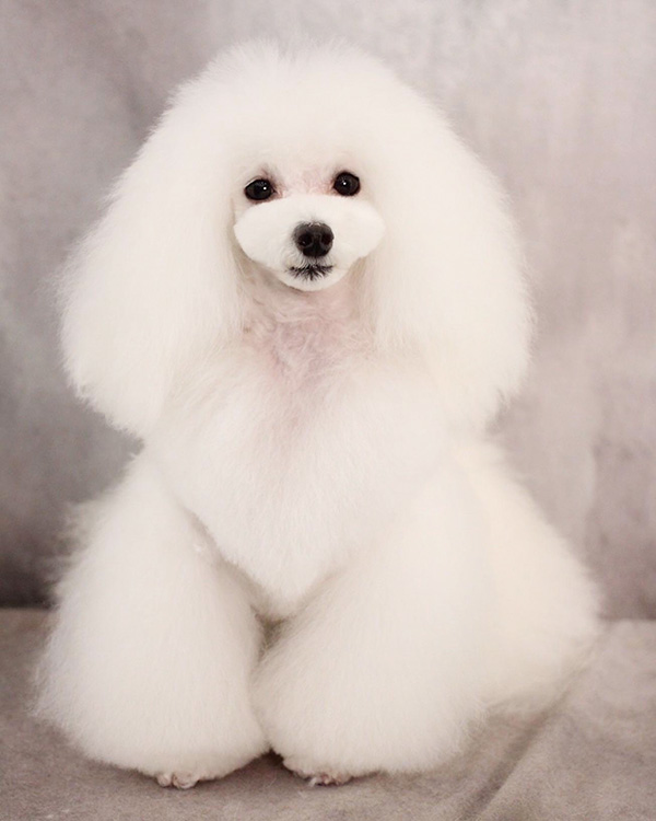 沖縄のブリーダー 犬種紹介