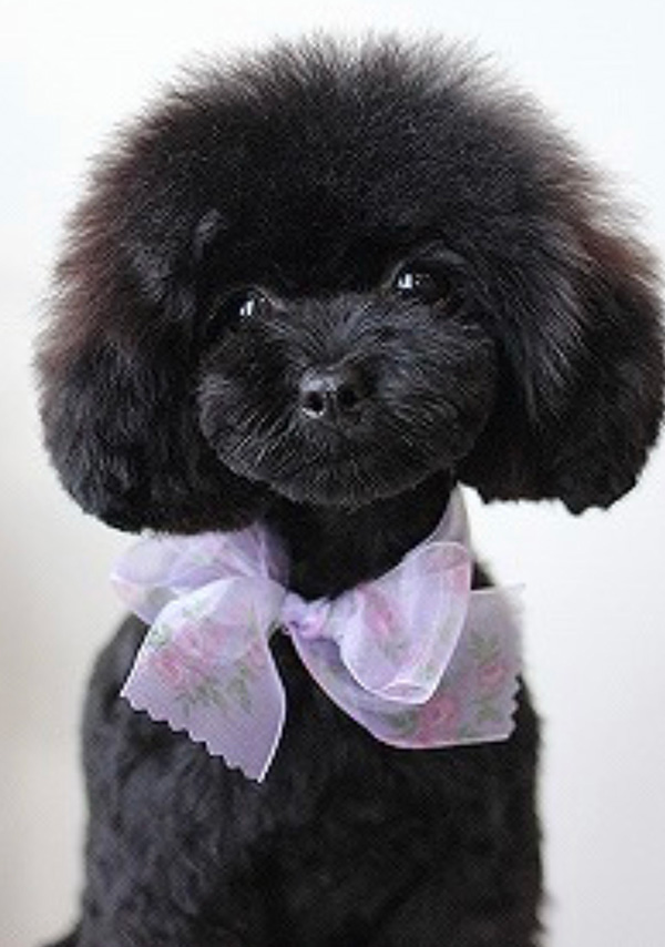 沖縄のブリーダー 犬種紹介