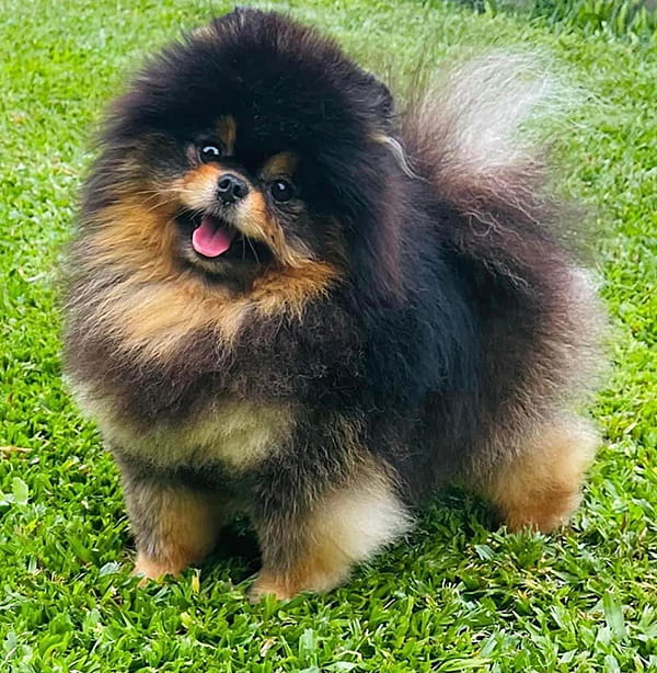 沖縄のブリーダー 犬種紹介