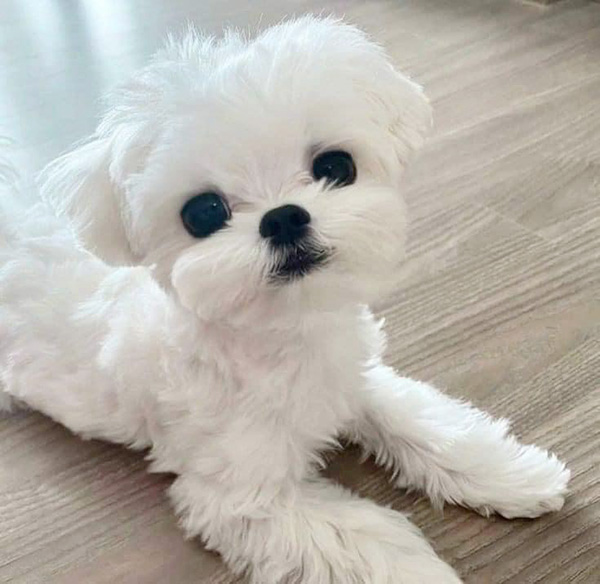 沖縄のブリーダー 犬種紹介