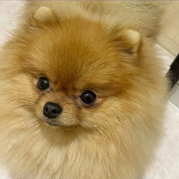 沖縄のブリーダー 犬種紹介