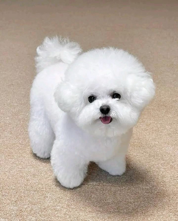 沖縄のブリーダー 犬種紹介