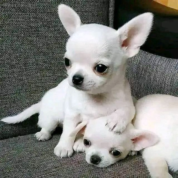 沖縄のブリーダー 犬種紹介