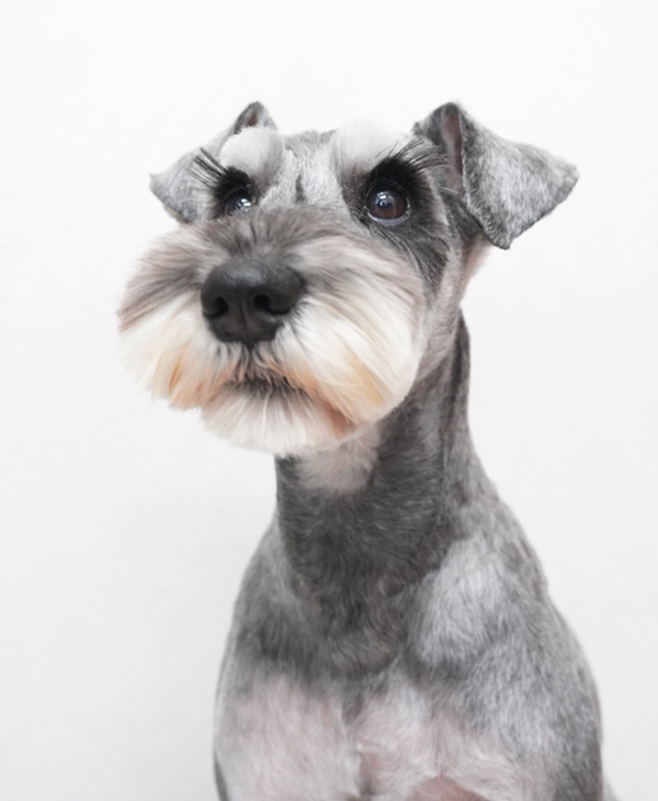 沖縄のブリーダー 犬種紹介