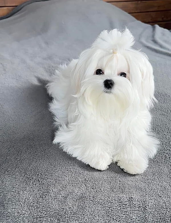 沖縄のブリーダー 犬種紹介