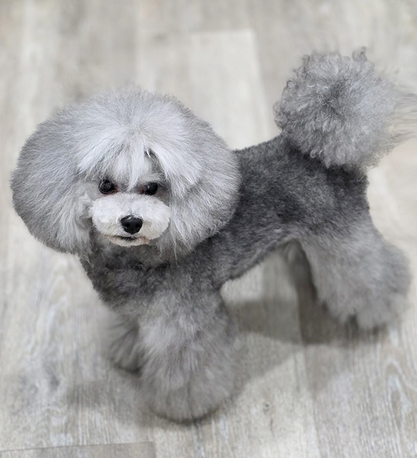 沖縄のブリーダー 犬種紹介