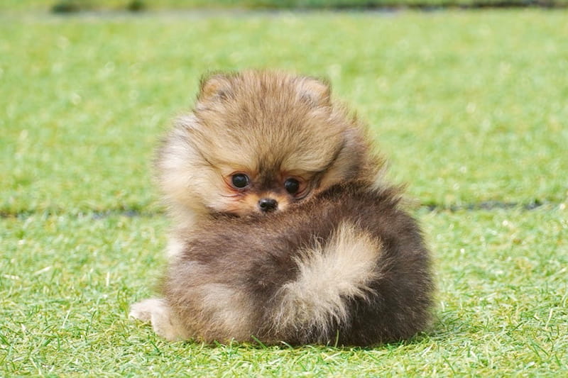 沖縄のブリーダー 犬種紹介