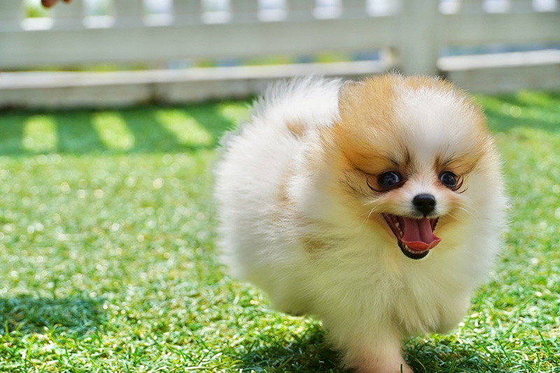 沖縄のブリーダー 犬種紹介